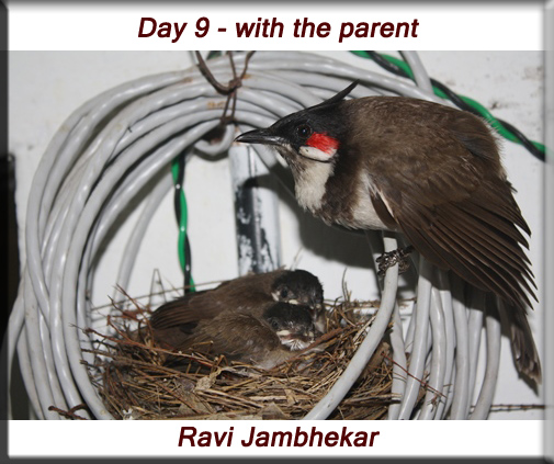 Red-whiskered bulbul - Day 9